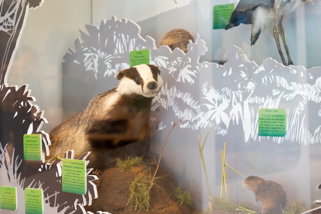 A taxidermy badger and other riverbank creatures in a display case