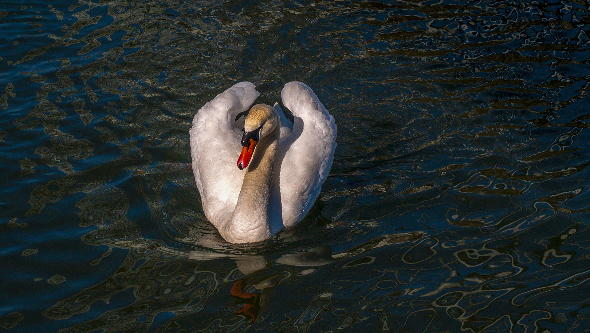 Swan in the River Thames at Henley-on-thames